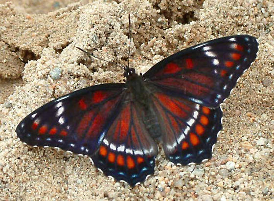 Limenitis arthemis astyanax (hyrid with archippus,live 5, Campton, Grafton Co., NH 8.9.2003) (Internet Image property of respective owner, non-commercial use only)